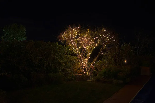 Dezember 2020 Außenansicht Des Weihnachtsbaums Der Nacht — Stockfoto