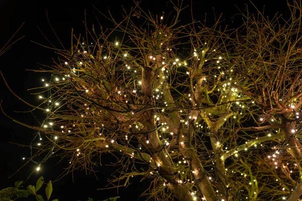 Diciembre 2020 Vista Exterior Del Árbol Navidad Noche —  Fotos de Stock