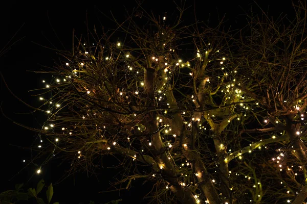 December 2020 Buitenaanzicht Van Kerstboom Nacht — Stockfoto