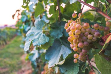 Sonbahar günü beyaz üzümlü üzüm bağları.