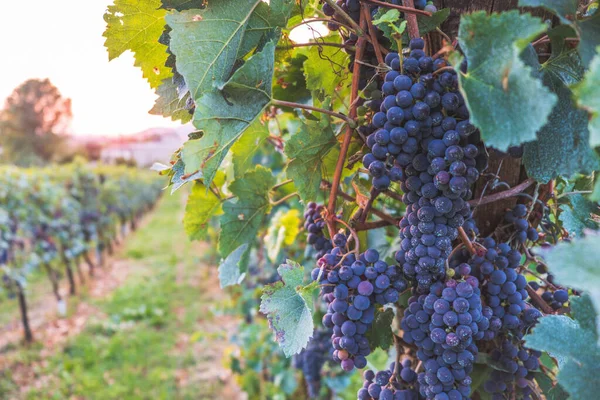 Row Vineyards Blue Grapes Autumn Day — Stock Photo, Image