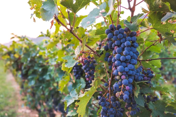 stock image Row of vineyards with blue grapes in autumn day