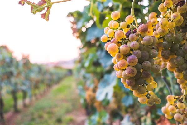 Ряд Виноградників Білим Виноградом Осінній День — стокове фото