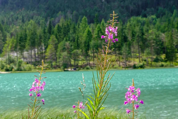 stock image Panorama of Lake dobbiaco, Dolomites mountain