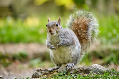 Monza: Monza parkında kestaneli bir sincabın fotoğrafı