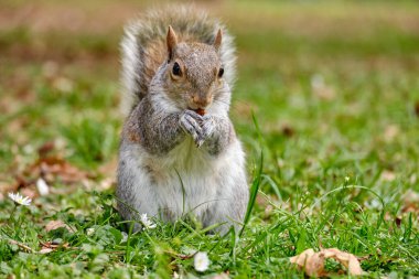 Monza: Monza parkında kestaneli bir sincabın fotoğrafı