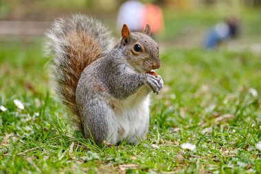 Monza: Monza parkında kestaneli bir sincabın fotoğrafı