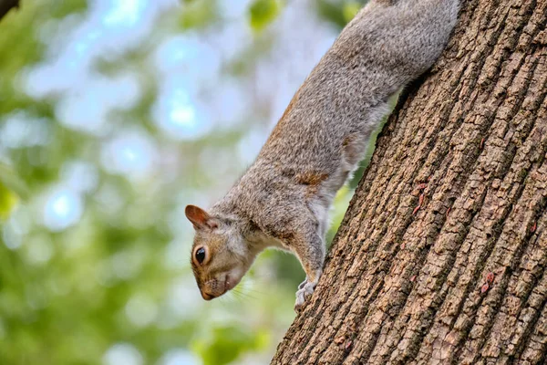 Monza Foto Eines Eichhörnchens Mit Einer Kastanie Park Von Monza — Stockfoto