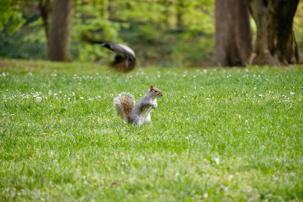 Monza Foto Eines Eichhörnchens Mit Einer Kastanie Park Von Monza — Stockfoto