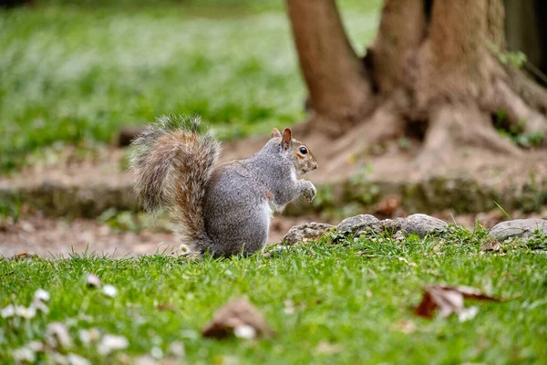 Monza Photo Squirrel Chestnut Monza Park — Stock Photo, Image