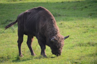 Çayırdaki bizon