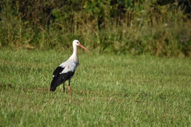 Leylek, çayırda yürüyen bir kuş.