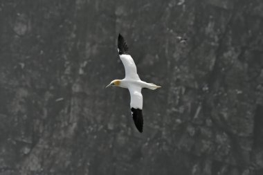 Bempton Kayalıkları üzerinde bir sümsük kuşu uçuşu