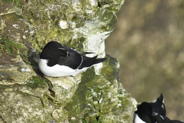 Bempton 'daki kayalıklarda deniz kuşu ustura faturası