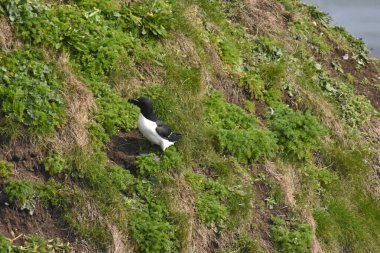 Bempton 'daki kayalıklarda deniz kuşu ustura faturası
