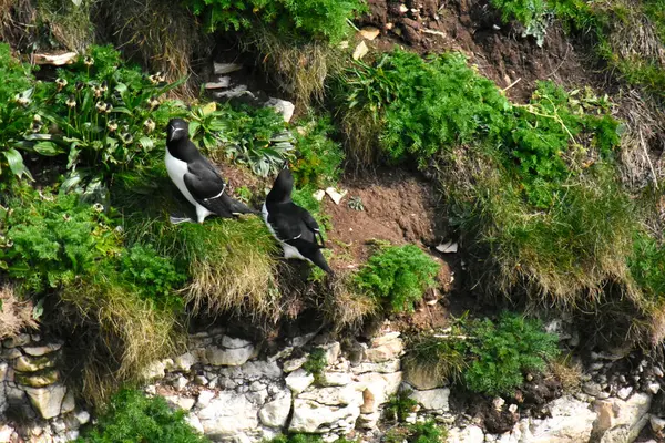 Bempton 'daki kayalıklarda deniz kuşu ustura faturası