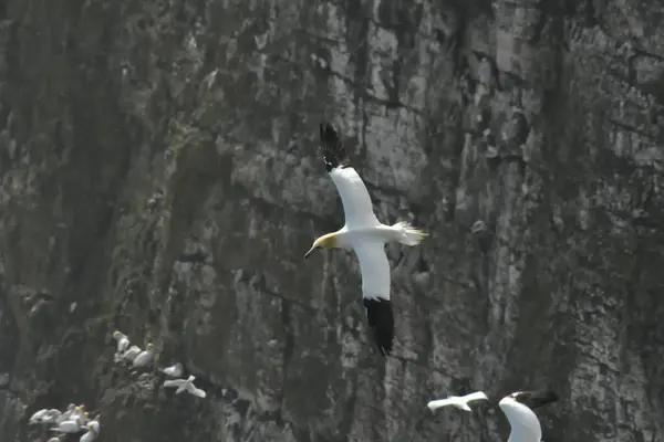 Sümsük kuşu uçuyor