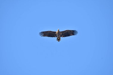 Gökyüzünde süzülen beyaz kuyruklu bir kartal