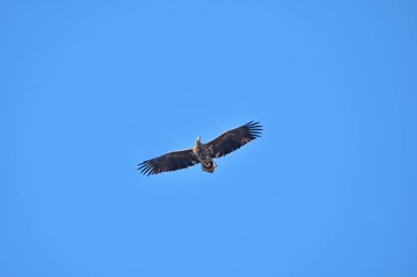 Gökyüzünde süzülen beyaz kuyruklu bir kartal