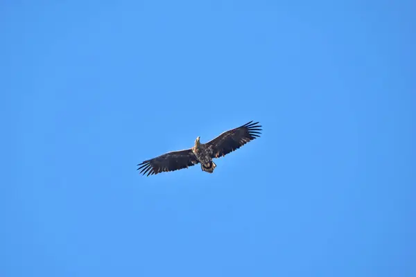 Gökyüzünde süzülen beyaz kuyruklu bir kartal