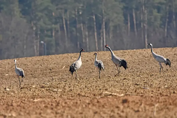 Bahar mevsiminde Polonya 'nın Warmia tarlalarında turnalar