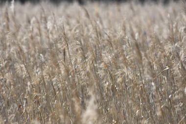 İlkbaharda soyut doğal çimen arka planı