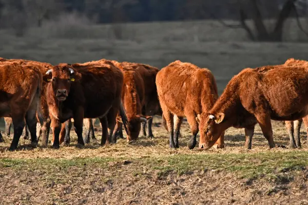 Polonya kırmızı ineği tarlada