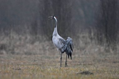 Bahar mevsiminde, Polonya 'daki Warmia tarlalarında turnalar.