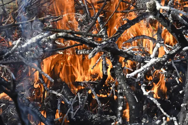 Yanan dallara yakın şenlik ateşi