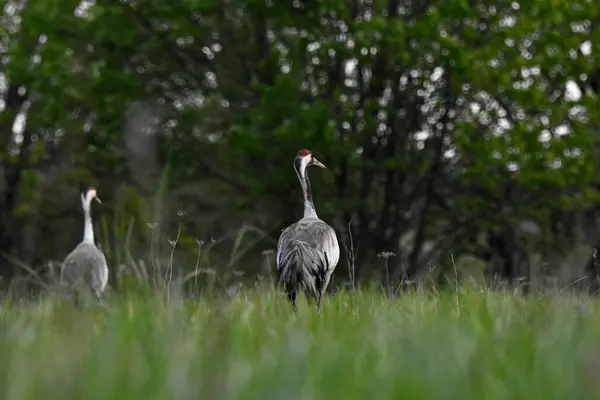 Bir çayırda bir çift vinç, Warmia Polonya