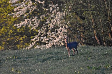 İlkbaharda ormanın kenarında bir keçi