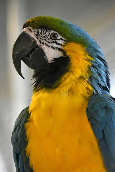 Amerika papağanı papağan baş yakın çekim