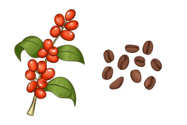 Kahve Fasulyesi Seti, Cafe Menüsü Tasarım elementi