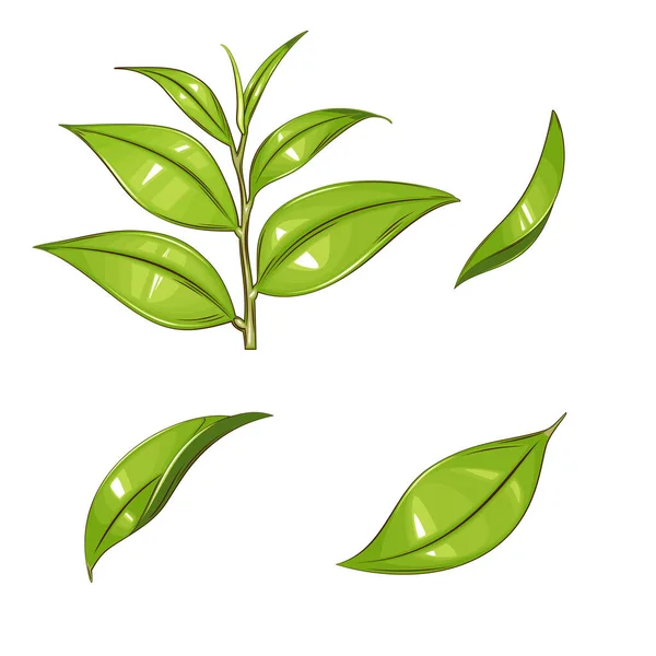 stock vector Fresh green leaves, Green Tea Leaves 