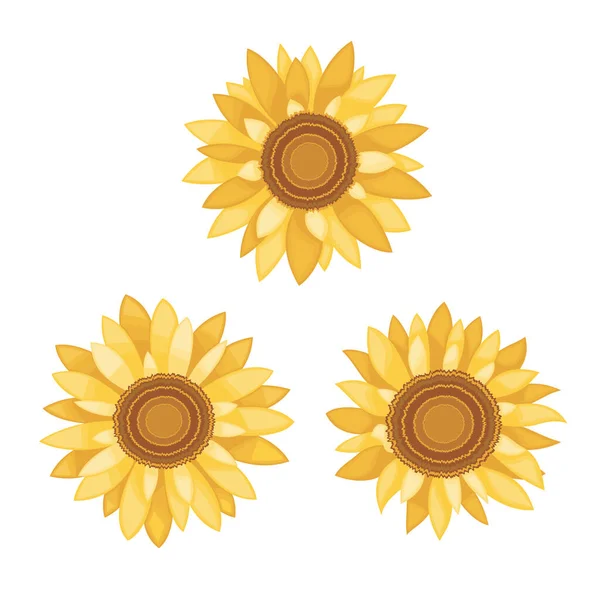 Beyaz arkaplan görünümünde izole ayçiçeği tohumları