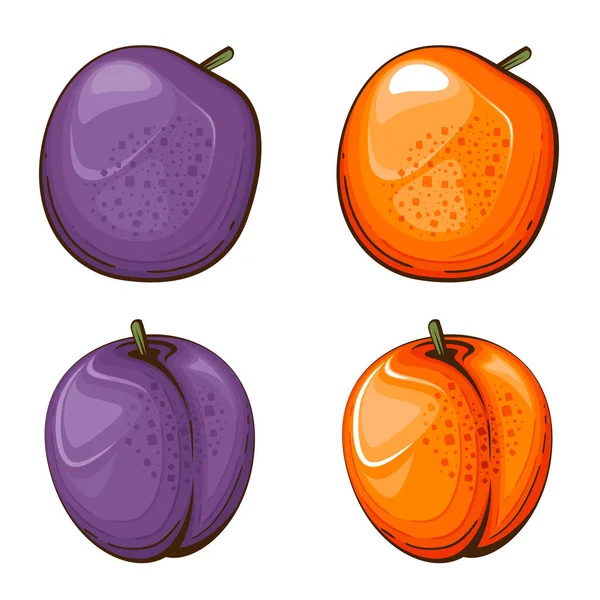 Illustration Vectorielle Isolée Prune Fruits Illustrations Colorées Isolées Sur Fond — Image vectorielle