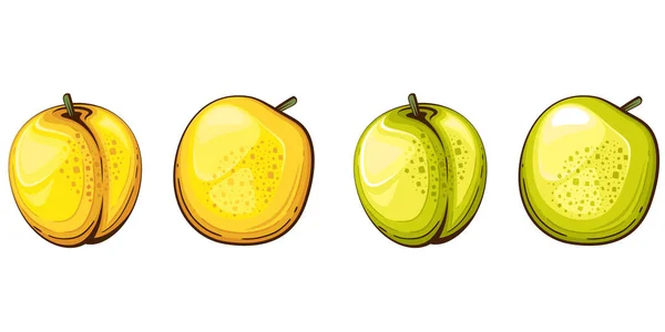 Ilustración Vectorial Aislada Albaricoque Frutas Coloridas Ilustraciones Aisladas Sobre Fondo — Vector de stock