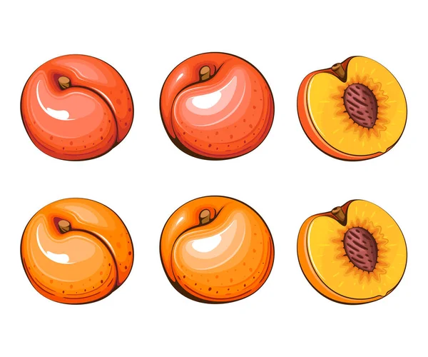 Illustration Vectorielle Isolée Abricot Fruits Illustrations Colorées Isolées Sur Fond — Image vectorielle