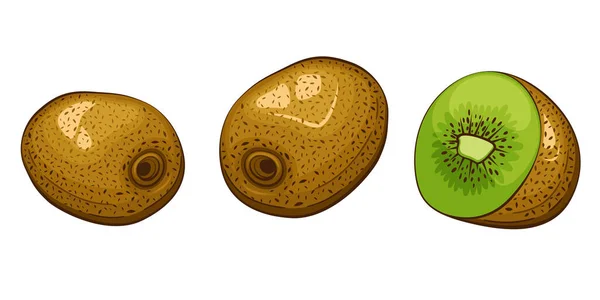 Illustration Vectorielle Isolée Kiwi Fruits Illustrations Colorées Isolées Sur Fond — Image vectorielle