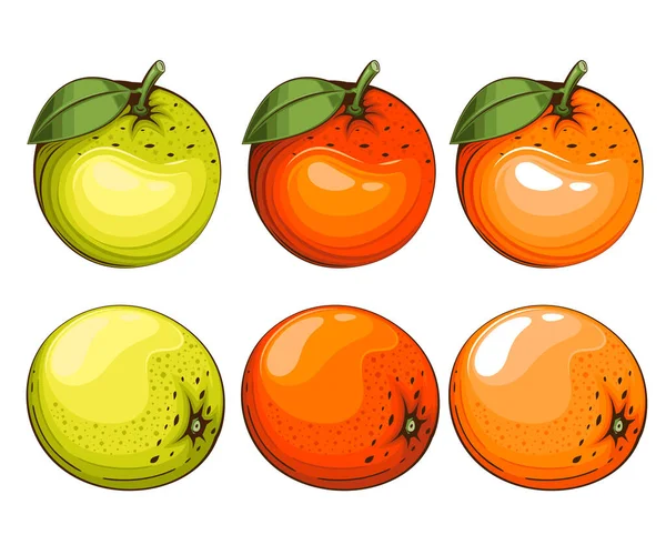 Illustration Vectorielle Isolée Orange Fruits Illustrations Colorées Isolées Sur Fond — Image vectorielle