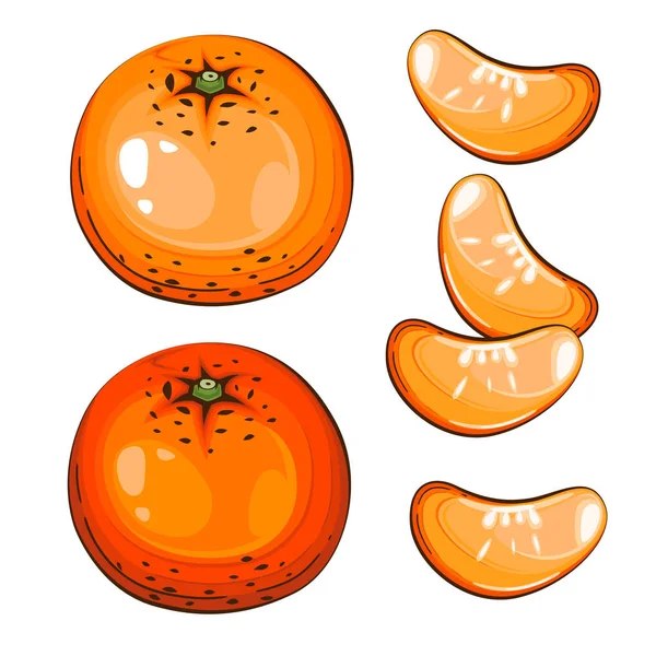 Illustration Vectorielle Isolée Mandarin Fruits Illustrations Colorées Isolées Sur Fond — Image vectorielle