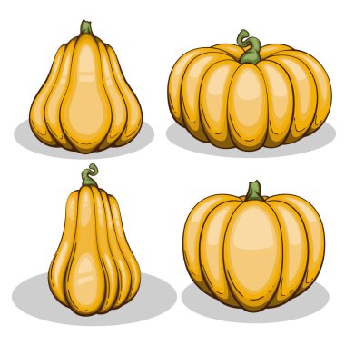 Balkabağı illüstrasyonu beyaza izole edilmiş. Sonbahar Şükran Günü balkabağı aranjmanı beyaz arka planda. Renkli Balkabağı Gerçekçi İllüstrasyon 