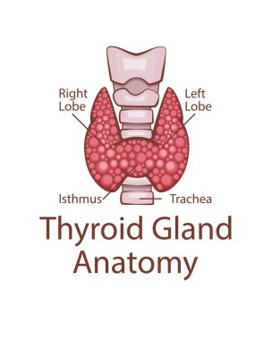 Tiroit bezi anatomisi. İnsan iç organı. Anatomik İllüzyon. Bilim, tıp, biyoloji eğitimi. Tıbbi bilgi öğrenmek için anatomik yapı