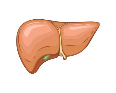 İnsan karaciğeri izole edildi. İnsan iç organı. Anatomik İllüzyon. Bilim, tıp, biyoloji eğitimi. Tıbbi bilgi öğrenmek için anatomik yapı