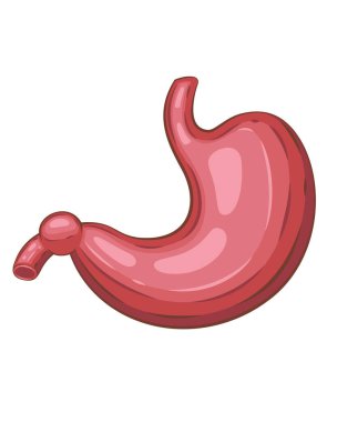 İnsan midesi izole edilmiş. İnsan iç organı. Anatomik İllüzyon. Bilim, tıp, biyoloji eğitimi. Tıbbi bilgi öğrenmek için anatomik yapı