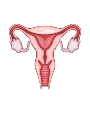 Kadın üreme sistemi çizimi. İnsan iç organı. Anatomik İllüzyon. Bilim, tıp, biyoloji eğitimi. Tıbbi bilgi öğrenmek için anatomik yapı