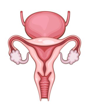 Kadın üreme sistemi çizimi. İnsan iç organı. Anatomik İllüzyon. Bilim, tıp, biyoloji eğitimi. Tıbbi bilgi öğrenmek için anatomik yapı