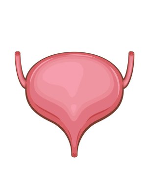 İdrar kesesi izole edildi. İnsan iç organı. Anatomik İllüzyon. Bilim, tıp, biyoloji eğitimi. Tıbbi bilgi öğrenmek için anatomik yapı