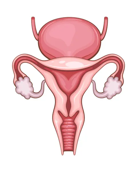 Kadın üreme sistemi çizimi. İnsan iç organı. Anatomik İllüzyon. Bilim, tıp, biyoloji eğitimi. Tıbbi bilgi öğrenmek için anatomik yapı