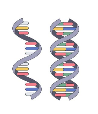 DNA vektör çizimi izole edildi. DNA iplikçiklerinin moleküler yapısının modeli. Genetik mühendisliği konsepti. Tıp Eğitimi Illustratio